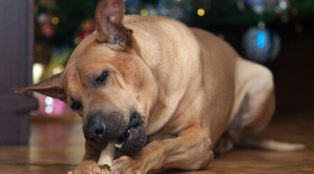5 reasons why bully sticks are unsafe for dogs