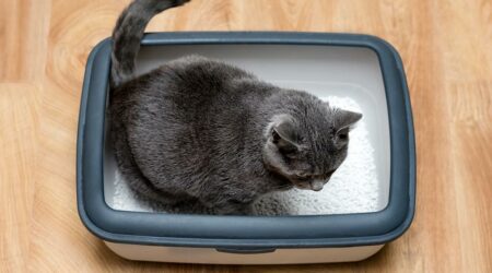 Top 5 ways to reintroduce cats to the litter box