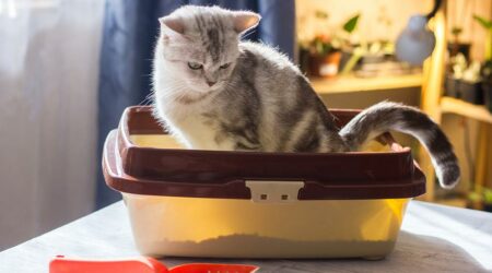 9 tips for toilet training a cat