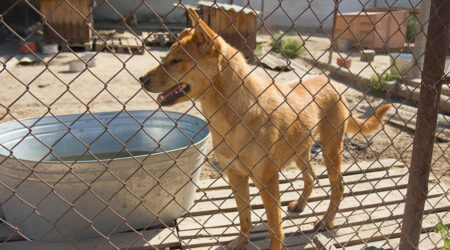 7 reasons why invisible pet fences don’t work