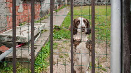 8 things to consider when choosing a pet fence system