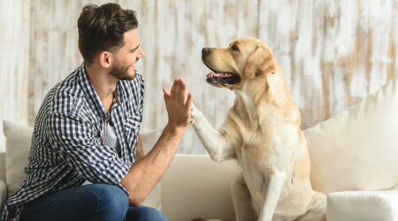 Everything to know about pet sitting and house sitting