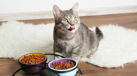 Top 10 Cat Food Deals to Explore on Black Friday 2023